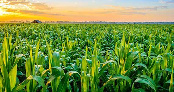 Agriculture