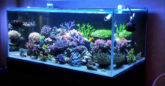 Marine Aquaria