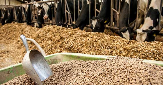 Cattle Feed